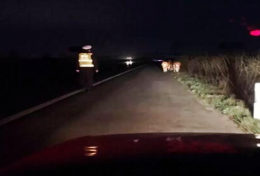 高速交警兼职“牛倌” 徒步8公里护送牛犊 高速交警兼职“牛倌” 徒步8公里护送牛犊