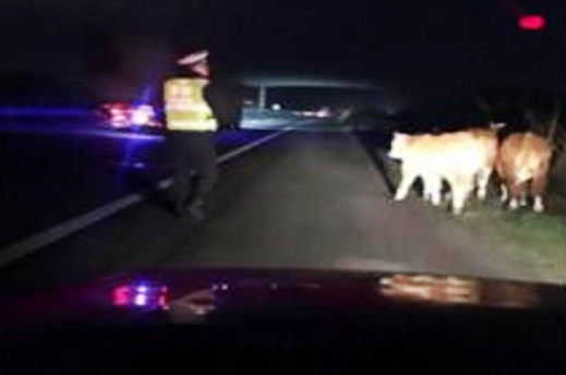 高速交警兼职“牛倌” 徒步8公里护送牛犊 高速交警兼职“牛倌” 徒步8公里护送牛犊