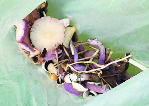 男子采到的蘑菇 男子采到的蘑菇